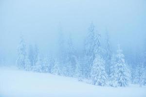 árvores de paisagem de inverno na geada e neblina foto