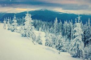 árvore mágica coberta de neve de inverno. Cárpatos Ucrânia Europa. foto