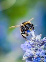 abelha pairando, alimentando-se de pólen de flores de primavera com foco close-up no olho e probóscide