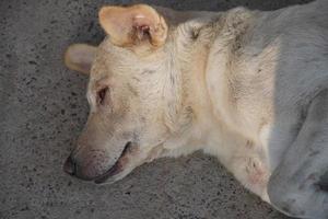 cachorro triste dormindo na rua foto