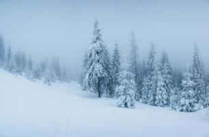 árvores de paisagem de inverno na geada e neblina. foto