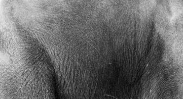 um close-up do lado de um elefante asiático revela a textura. foto