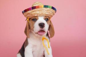 adorável cachorrinho beagle idade um mês no fundo rosa. imagem tem espaço de cópia para anúncio ou texto. beagles têm narizes excelentes. beagles são usados em uma variedade de procedimentos de pesquisa. foto