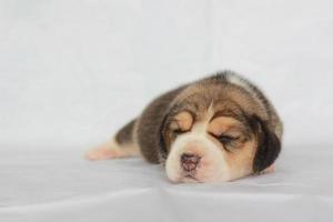 adorável beagle na tela branca. beagles são usados em uma variedade de procedimentos de pesquisa. a aparência geral do beagle se assemelha a um foxhound em miniatura. beagles têm narizes excelentes. foto