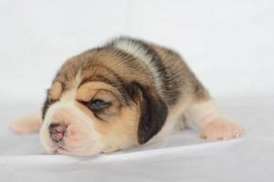 adorável beagle na tela branca. beagles são usados em uma variedade de procedimentos de pesquisa. a aparência geral do beagle se assemelha a um foxhound em miniatura. beagles têm narizes excelentes. foto