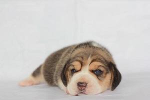 adorável beagle na tela branca. beagles são usados em uma variedade de procedimentos de pesquisa. a aparência geral do beagle se assemelha a um foxhound em miniatura. beagles têm narizes excelentes. foto