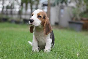 adorável beagle na manhã de verão. beagles são usados em uma variedade de procedimentos de pesquisa. a aparência geral do beagle se assemelha a um foxhound em miniatura. beagles têm narizes excelentes. foto