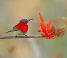 pássaro sentado em um galho na floresta foto