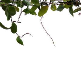 escamas de dragão ou pyrrosia piloselloides em fundo branco foto