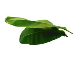 folha de banana ou musaceae em fundo branco foto