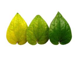 folha de betel verde isolada no fundo branco foto
