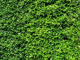 fundo de planta de textura natural de folhas verdes, linda parede de folha verde minúscula e fundo de espaço de cópia foto