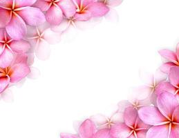 quadro de flores, flor de frangipani rosa e espaço de cópia. foto
