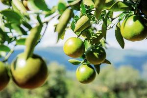 laranja na árvore com luz solar. foto