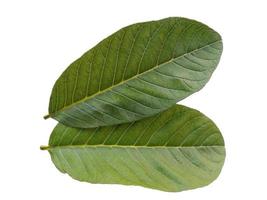 folha de psidium guajava ou folhas de goiaba isoladas no fundo branco foto