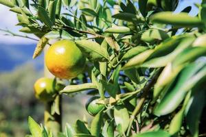 laranja na árvore na fazenda. foto