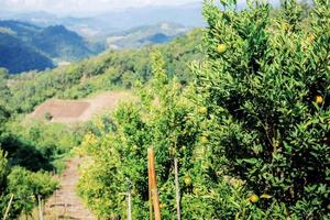 laranjeira na fazenda na colina. foto