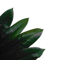 planta verde ou folha verde isolada no fundo branco foto
