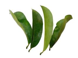 folhas de sirsak ou graviola ou annona muricata em fundo branco foto