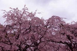 árvores de flor de cerejeira e o céu. foto
