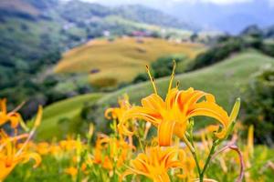 bela fazenda de flores de hemerocallis laranja na montanha liushidan de sessenta rochas com céu azul e nuvem, fuli, hualien, taiwan, close-up, copie o espaço foto