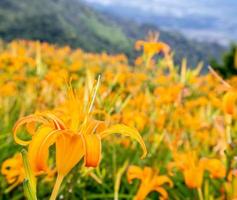 bela fazenda de flores de hemerocallis laranja na montanha liushidan de sessenta rochas com céu azul e nuvem, fuli, hualien, taiwan, close-up, copie o espaço foto