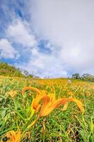 bela fazenda de flores de hemerocallis laranja na montanha liushidan de sessenta rochas com céu azul e nuvem, fuli, hualien, taiwan, close-up, copie o espaço foto