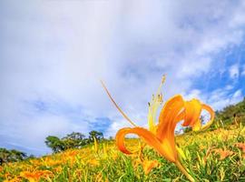 bela fazenda de flores de hemerocallis laranja na montanha liushidan de sessenta rochas com céu azul e nuvem, fuli, hualien, taiwan, close-up, copie o espaço foto