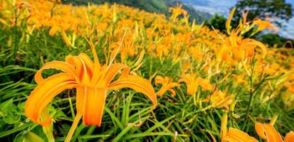 bela fazenda de flores de hemerocallis laranja na montanha liushidan de sessenta rochas com céu azul e nuvem, fuli, hualien, taiwan, close-up, copie o espaço foto