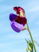 flor de ervilha doce multicolorida foto