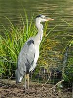 garça cinzenta em pé em seu ninho à beira do lago foto