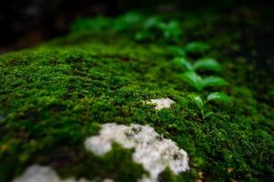 a água krai krai nasce na rocha na floresta tropical e tem uma serraria verde. foto