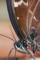 borboleta azul morpho alimentando-se de algumas frutas podres foto