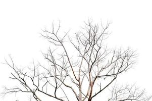 galhos secos, árvores secas em um conceito de objeto de fundo branco foto