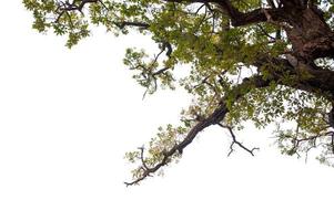 bela árvore em um conceito natural de fundo branco foto