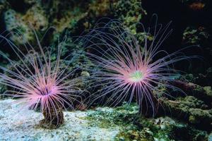 belo cerianthus subaquático no fundo do oceano foto