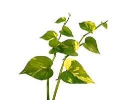 folhas de pothos douradas ou folha de epipremnum aureum em fundo branco foto