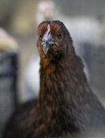 galinhas de fazenda marrom vermelho olhando curiosamente para a câmera atrás de cercas foto