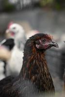 galinhas de fazenda marrom vermelho olhando curiosamente para a câmera atrás de cercas foto