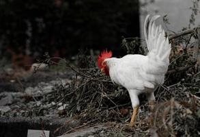 galinha branca rastejando para comer com galhos secos em istambul foto