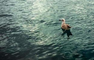 gaivota nadando no mar verde sozinha foto