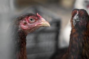 galinhas de fazenda marrom vermelho olhando curiosamente para a câmera atrás de cercas foto
