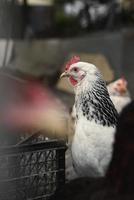 galinhas de fazenda branca olhando curiosamente para a câmera foto