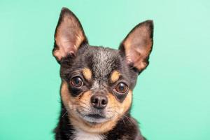 retrato de um cão da raça chihuahua em um fundo verde. cão tricolor. foto