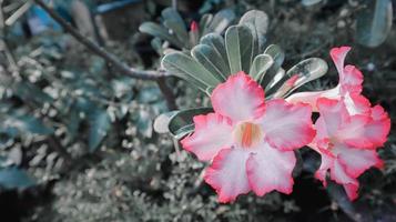 closeup de flor tropical rosa do deserto em vintage se sente. foto