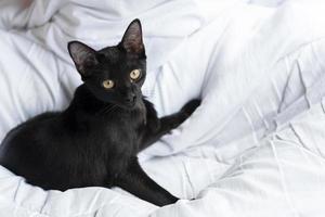 um gato preto tailandês senta-se lindamente para a câmera em uma cama branca. foto