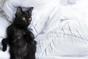 gato preto tailandês bonito deitado em uma cama branca, olhando para o lado. foto