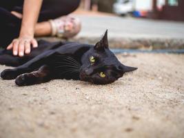 gato está olhando foto