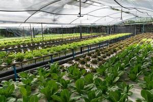 vegetais hidropônicos crescendo em estufa foto