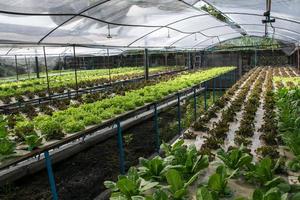 vegetais hidropônicos crescendo em estufa foto